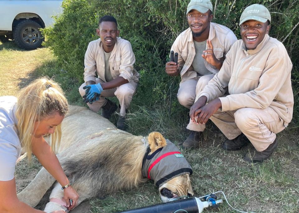 Lion veterinary procedure - Img taken by Brendon Jennings