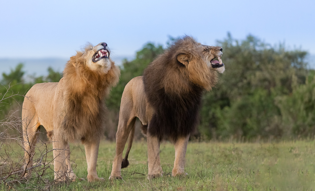 Lions flehmen grimace