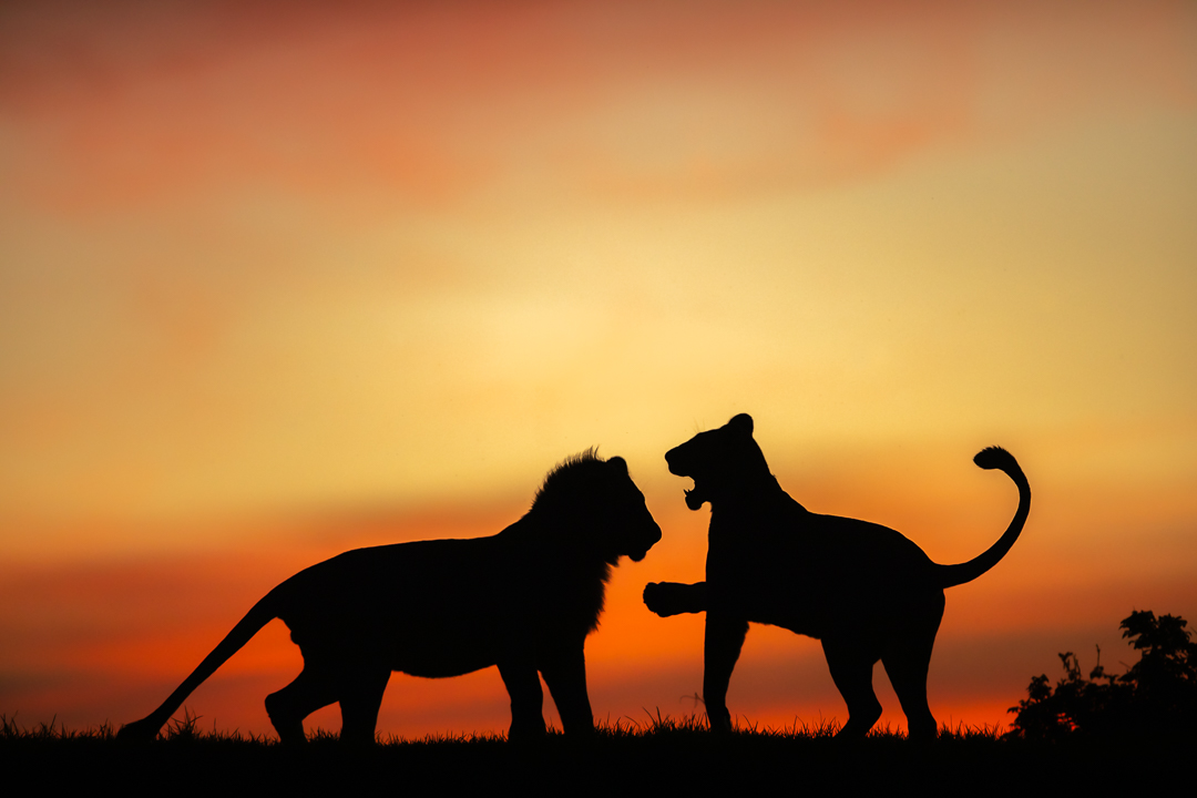 Lion playing in a gorgeous sunset