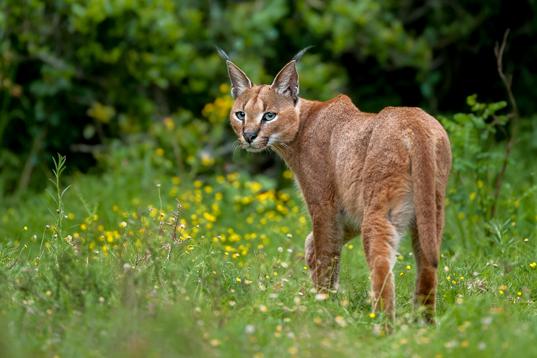 Caracal in the spring - Img taken by Brendon Jennings