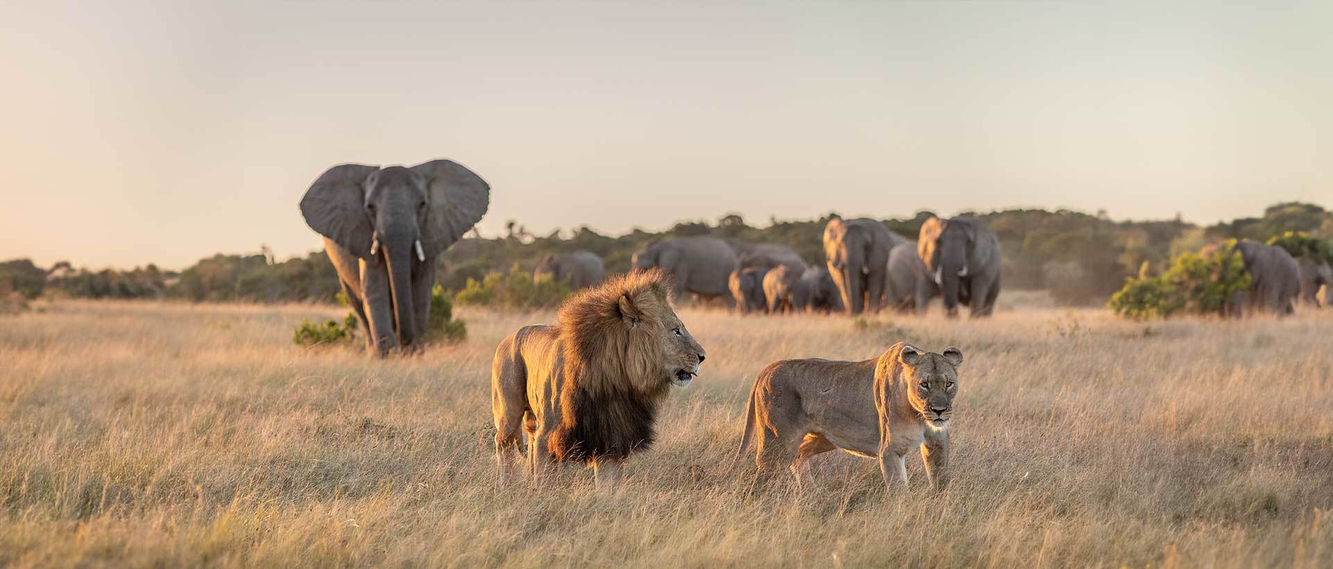 Elephant With Lions