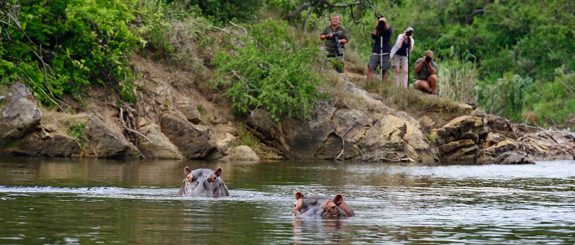 Photographing Hippos