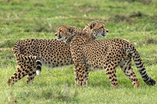 Kariega Game Reserve Specials Giraffe
