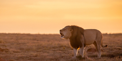 Lion roaring at dusk - Brendon Jennings