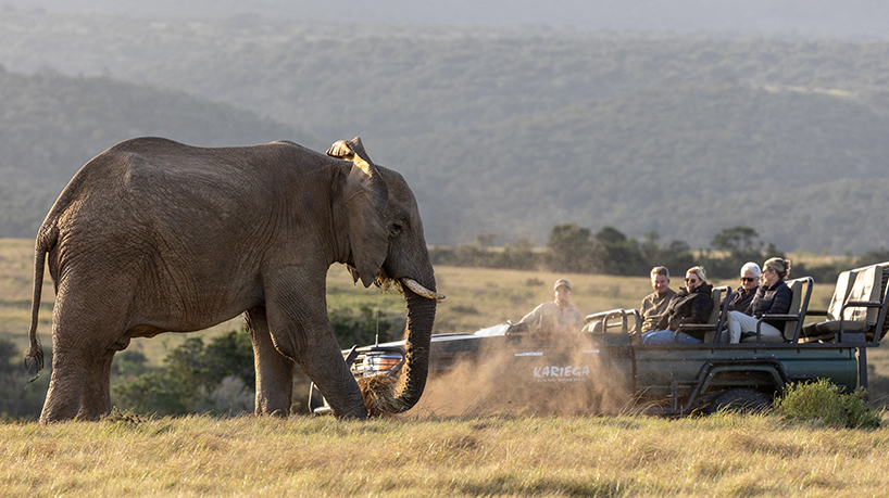 Kariega Safari - Elephant Sighting - Brendon Jennings