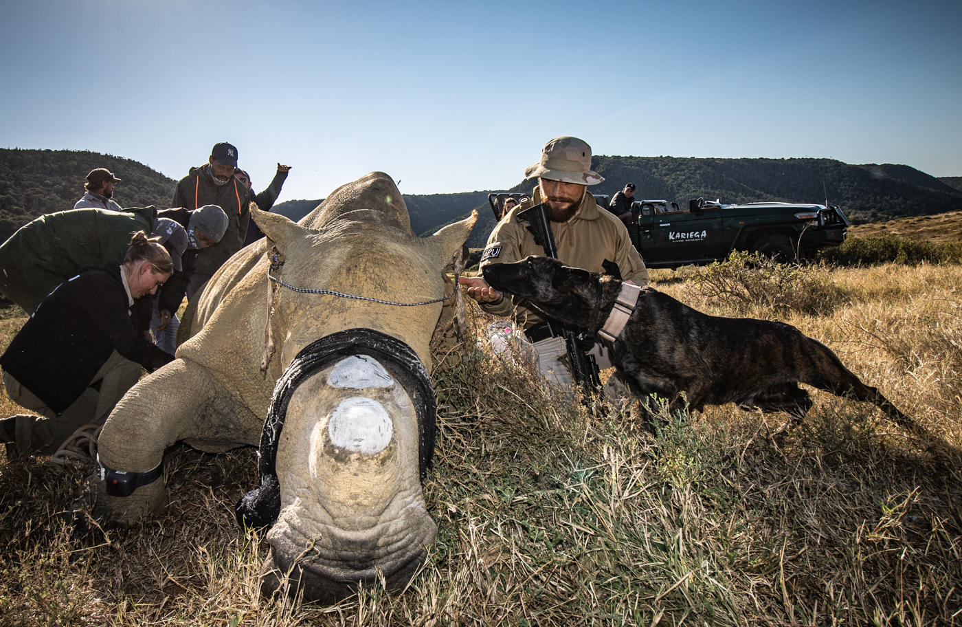 K9 Meeting Rhino