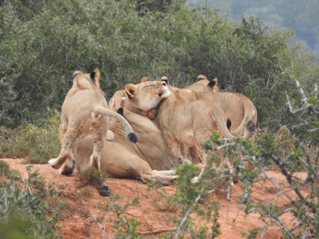 Lioness With Cubs At Kariega Game Reserve