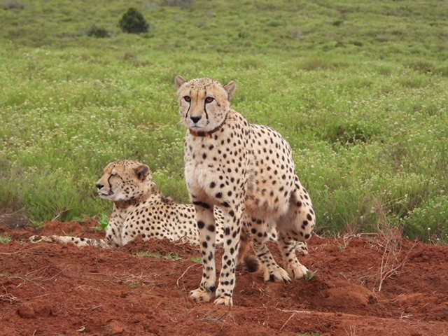 Cheetah Coalition At Kariega Game Reserve