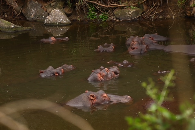 Hippo At Kariega Game Reserve