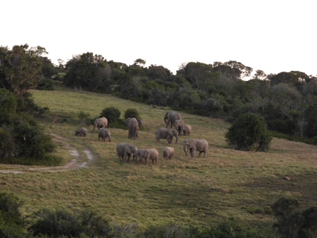 A Memory Of Elephant At Kariega