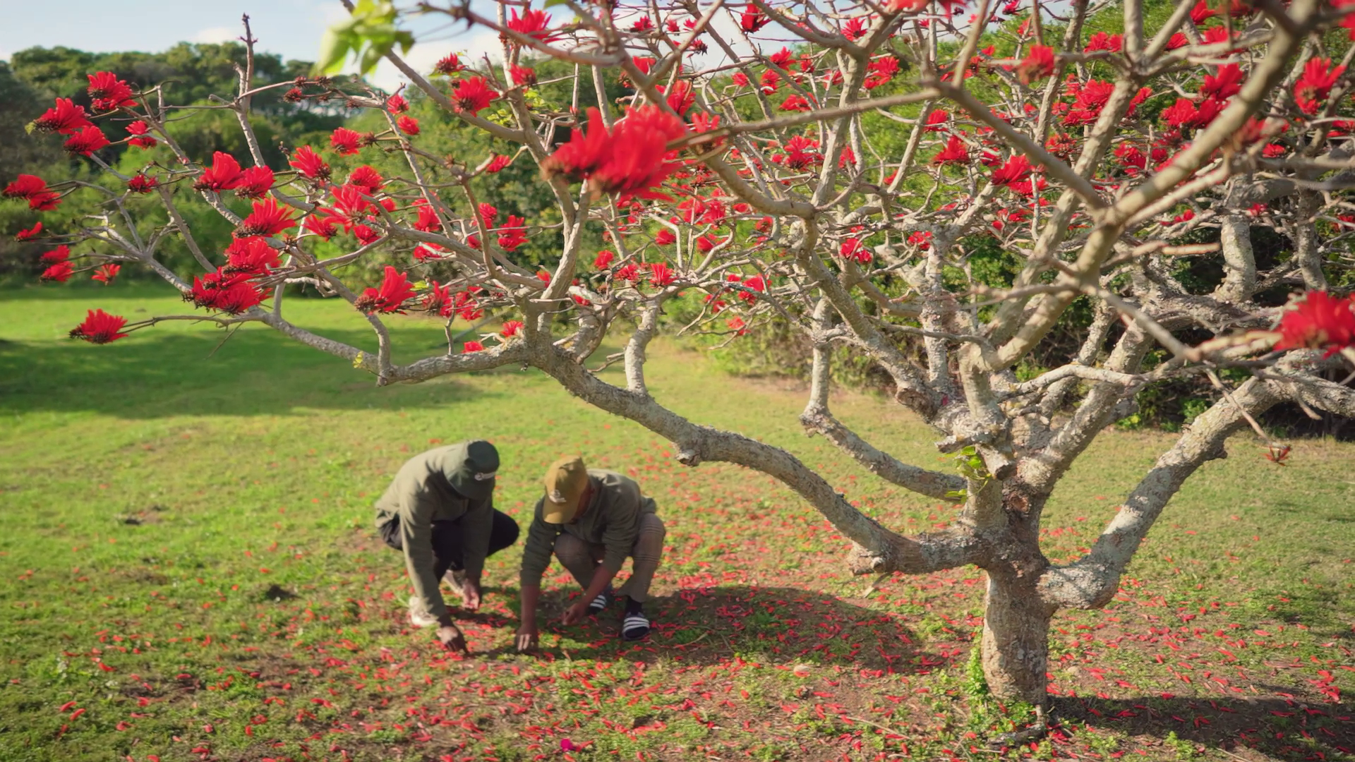 Coral Tree Coral Tree