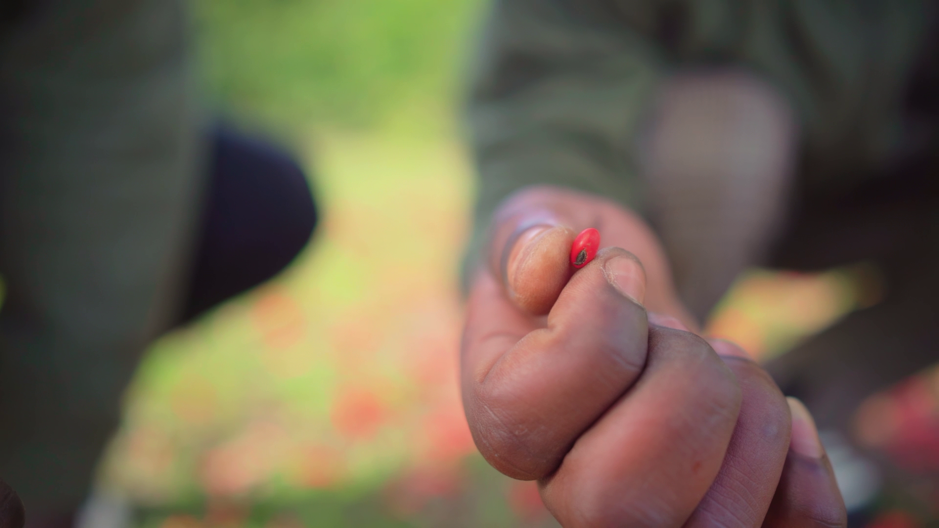 Collecting Lucky Beans Collecting Lucky Beans