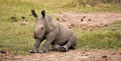 Rhino Calf