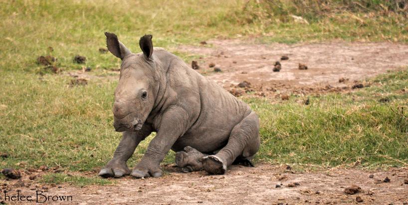 Rhino Calf