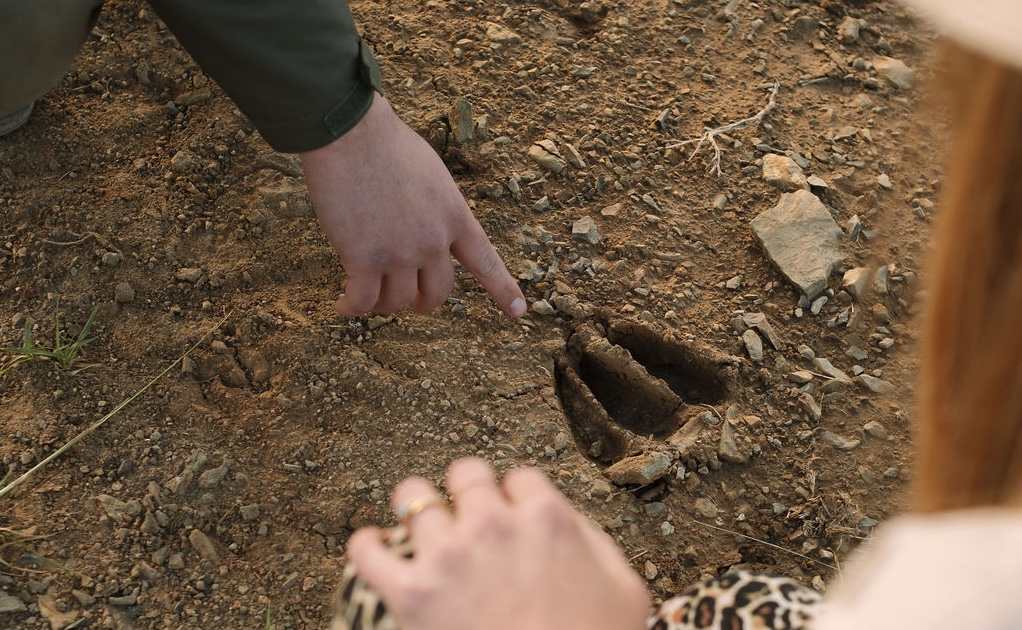 Lion Tracks At Kariega Game Reserve