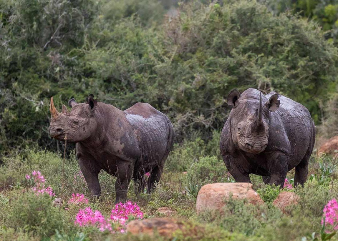 Black Rhino On Kariega Game Reserve