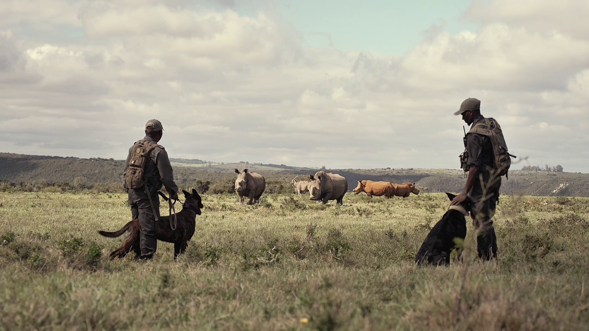 Kariega K9 Unit Guarding Rhino