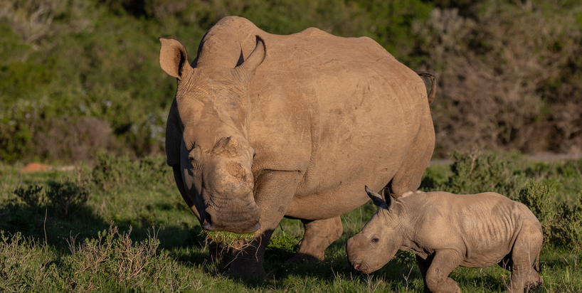 Celebrating The Birth Of Thandi’s Sixth Calf