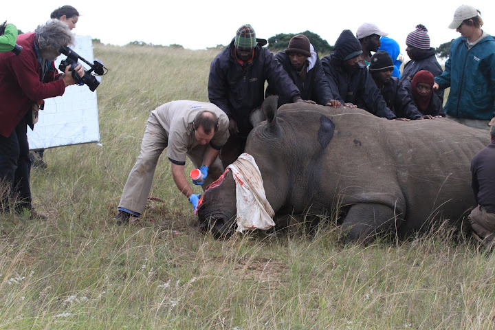 Treating Thandi After The Poaching   Kariega Game Reserve
