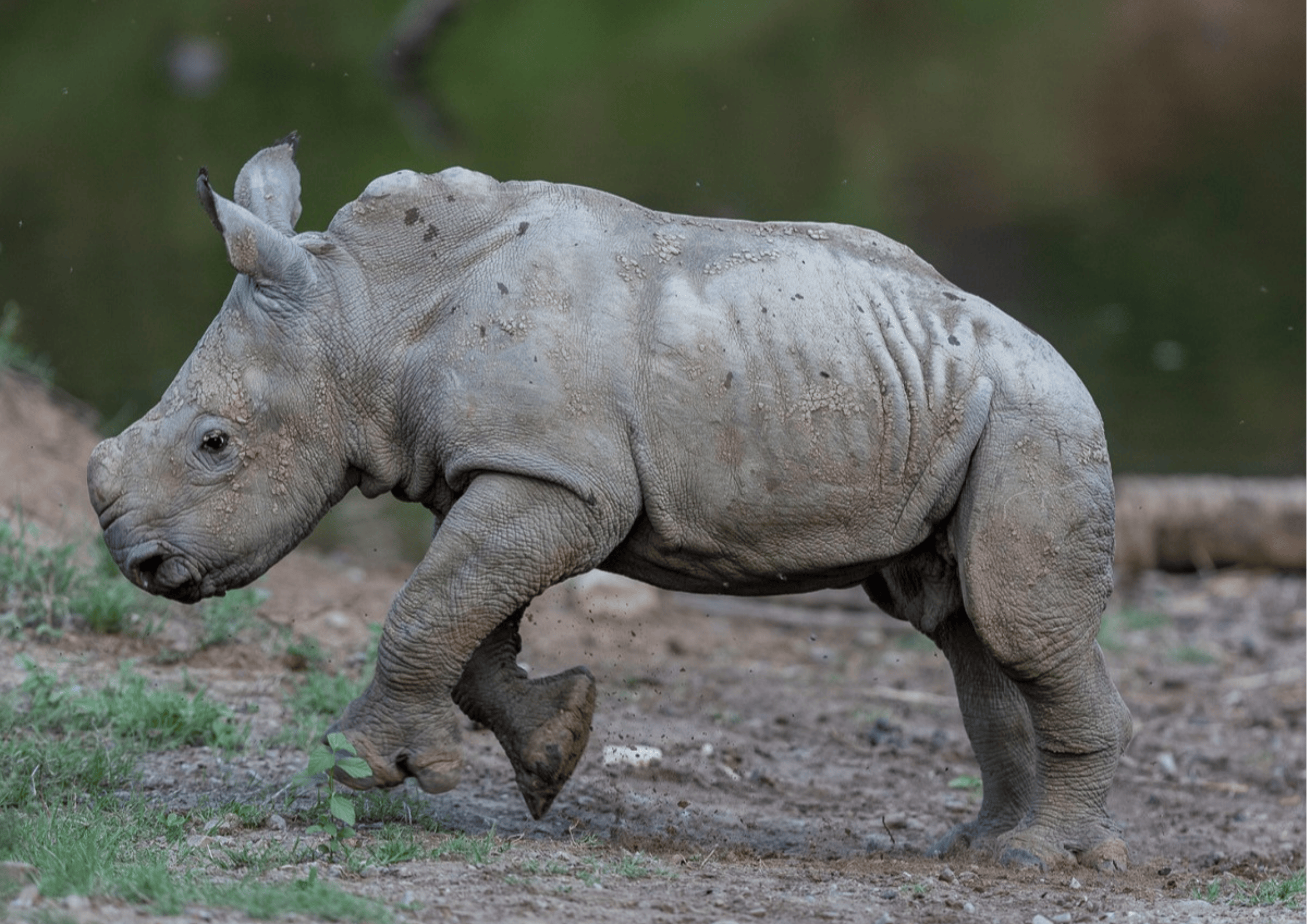 Thandi's New Calf   Kariega Game Reserve