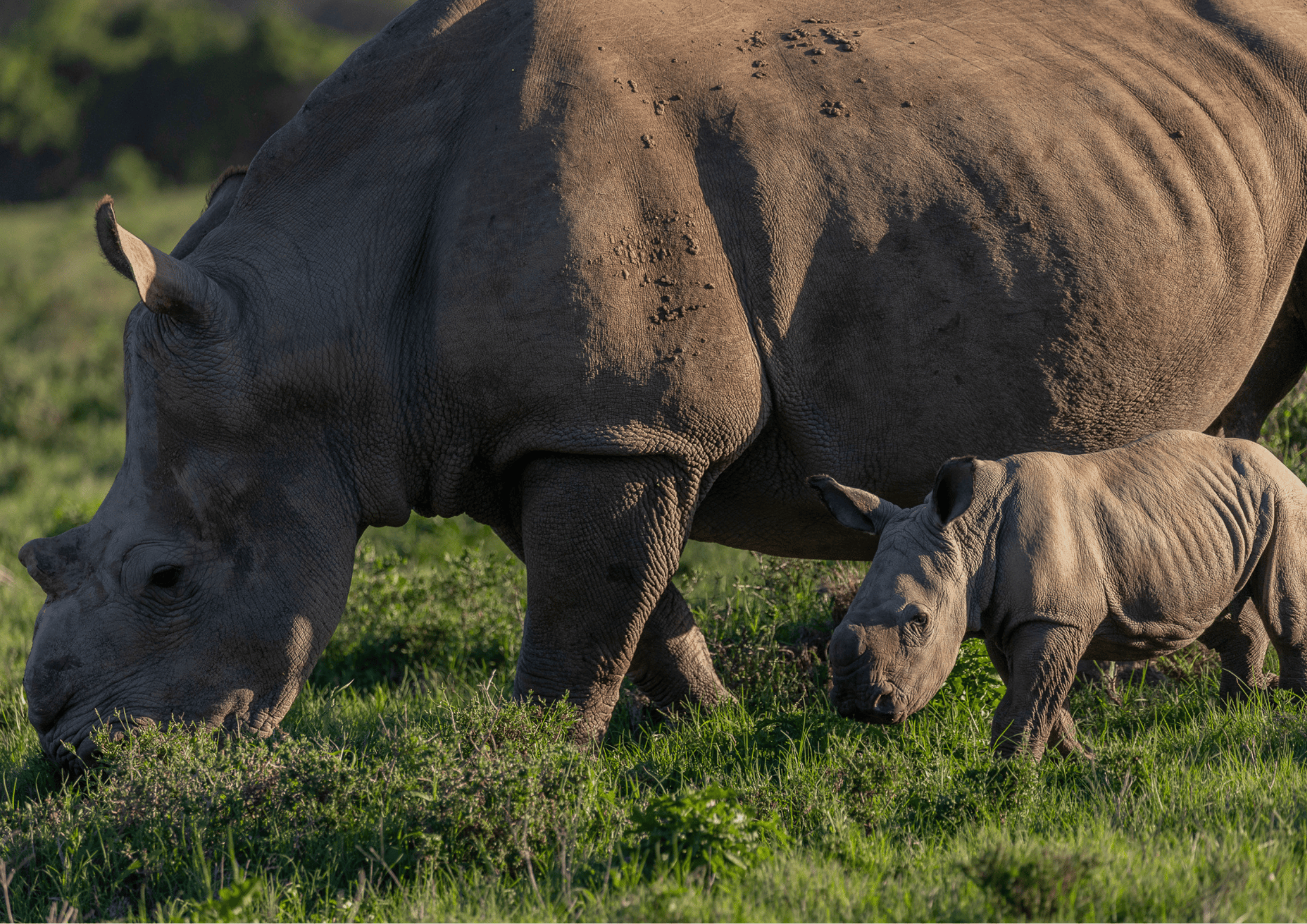 Thandi With Her New Calf   Kariega Game Reserve