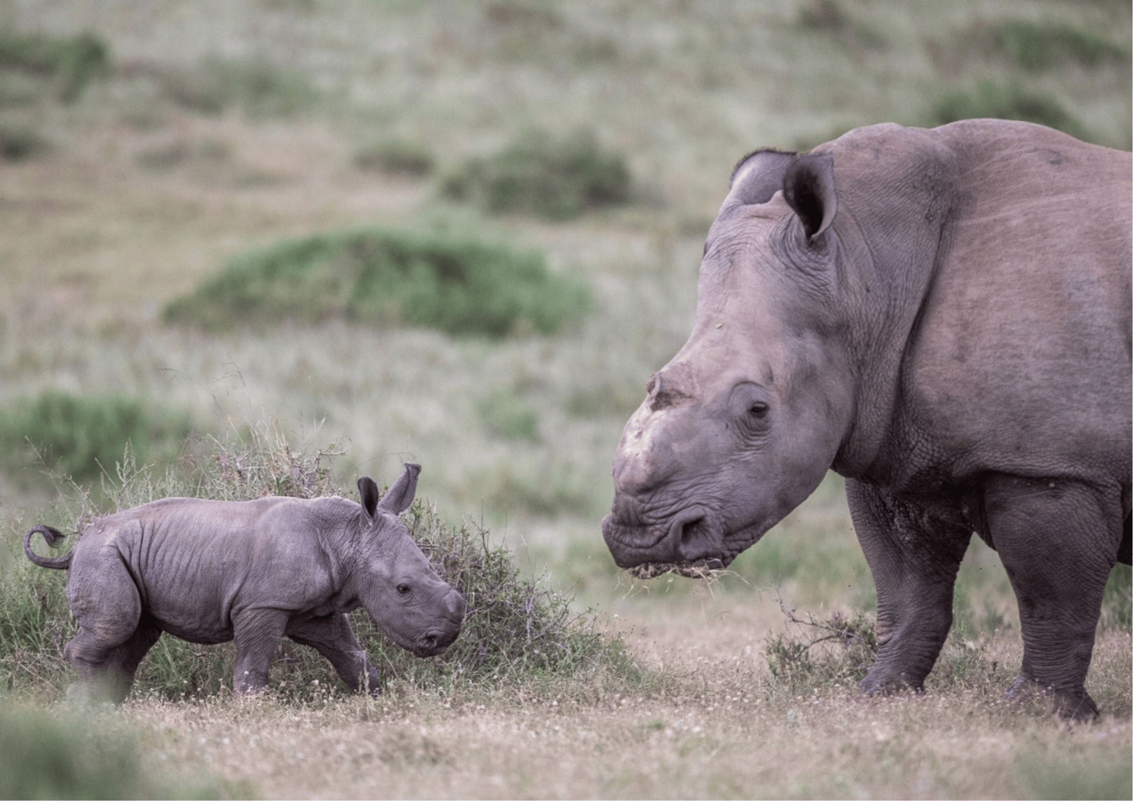Thandi's New Calf Exploring   Kariega Game Reserve