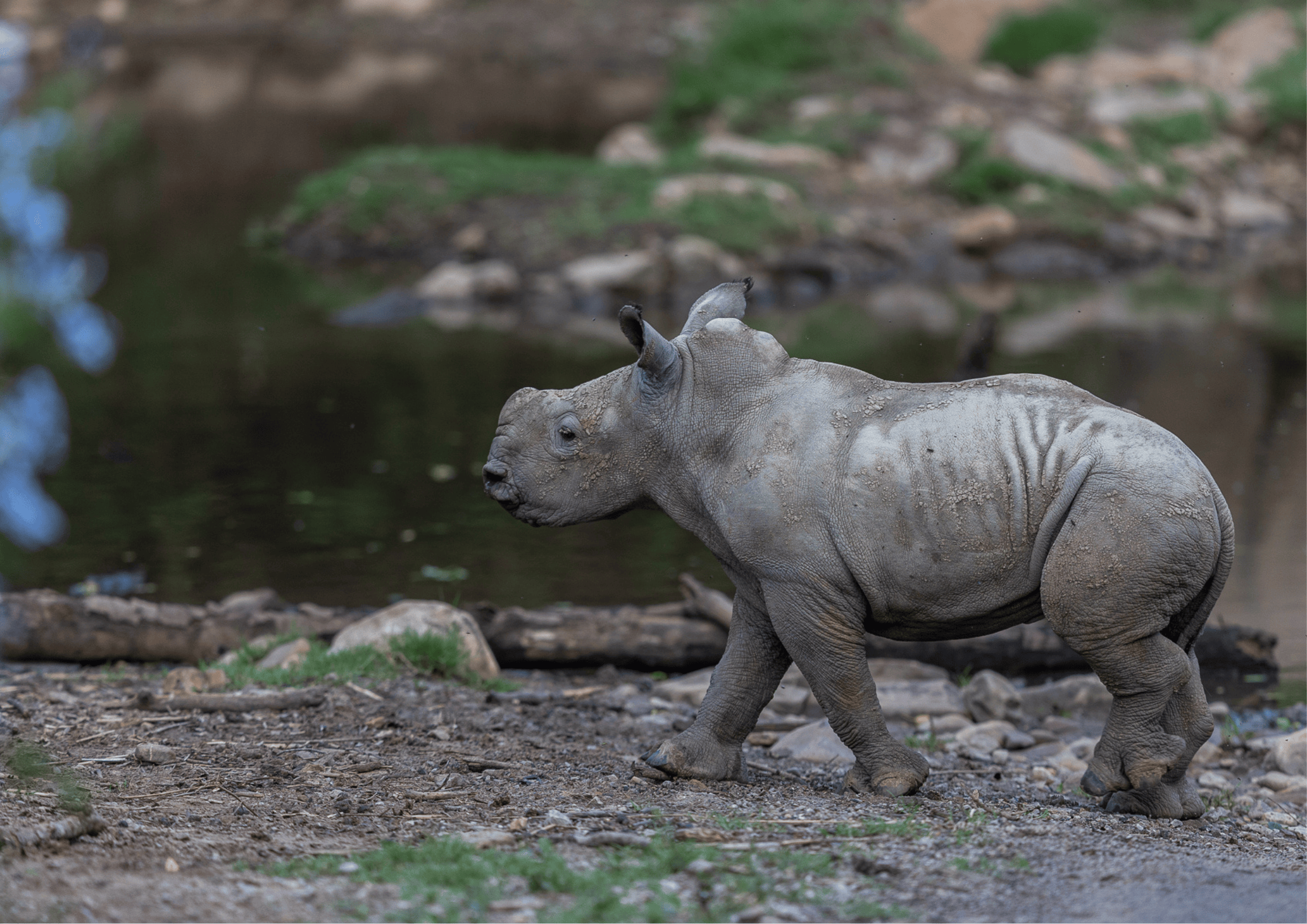Thandi's New Calf Moments Before A River Crossing   Kariega Game Reserve