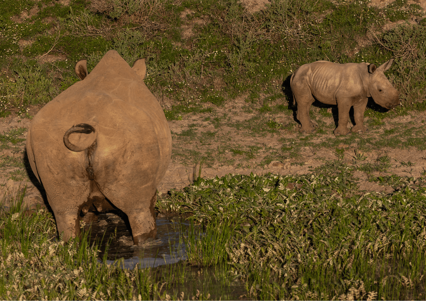 Thandi Motivating Her Calf To Cross The River   Kariega Game Reserve