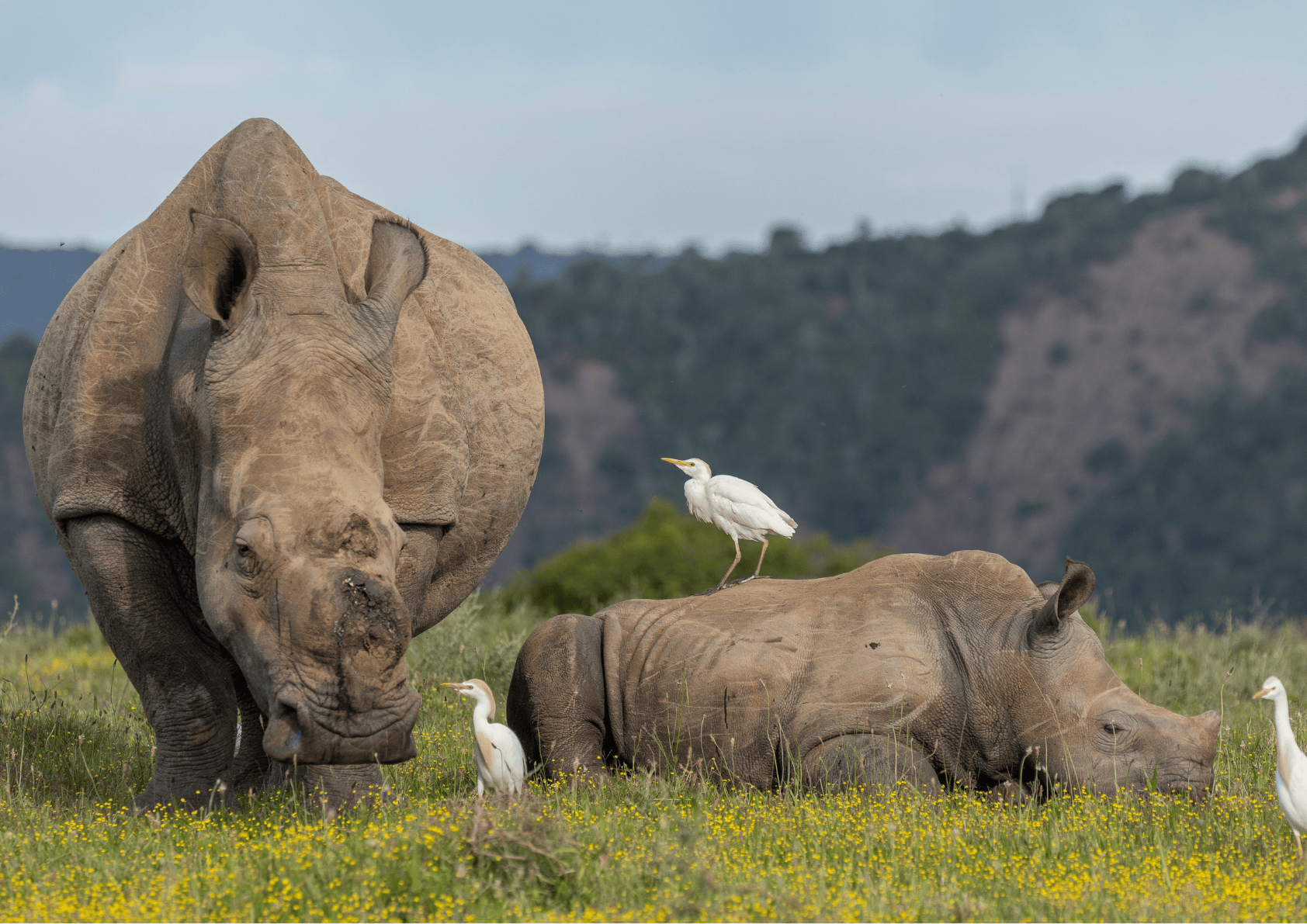 Thandi And Her First Calf Thembi   Kariega Game Reserve