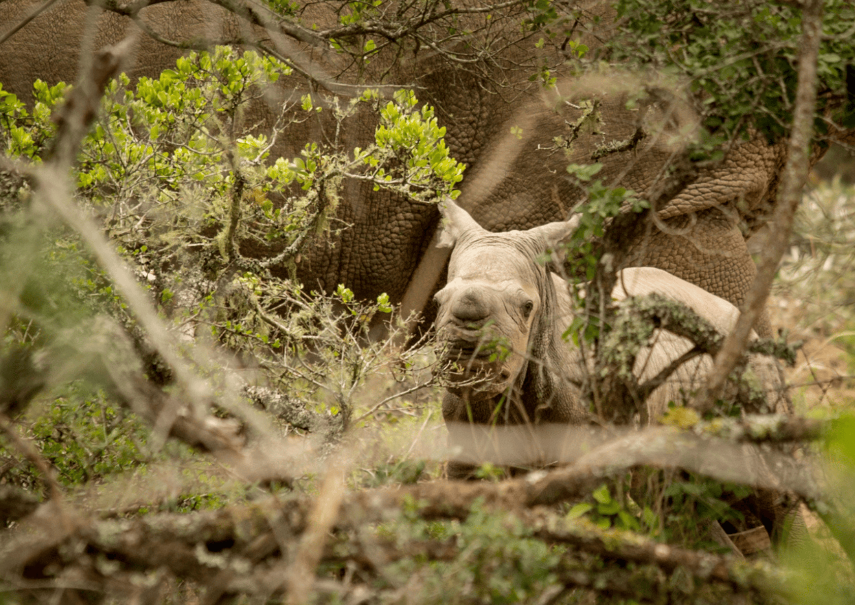 Thandi's First Grandchild   Kariega Game Reserve