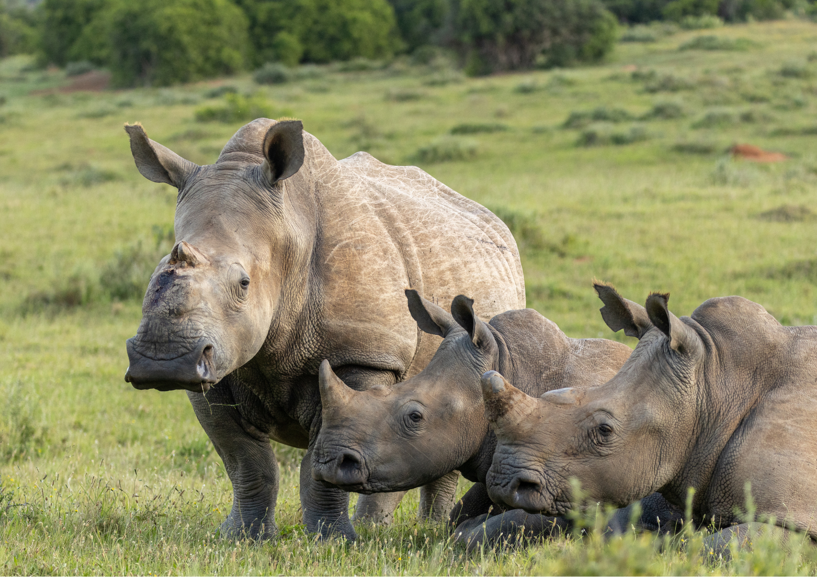 Thandi And Her Family   Kariega Game Reserve