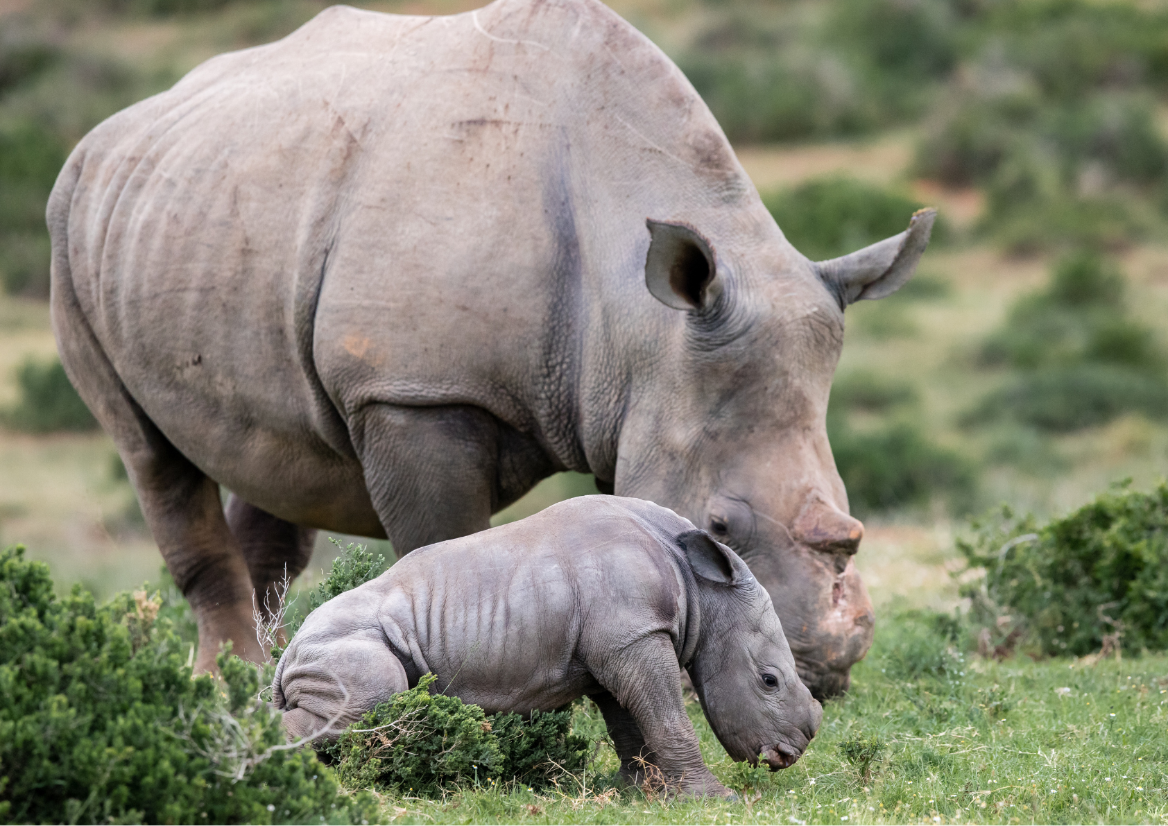Thandi And Her First Calf Thembi   Kariega Game Reserve.