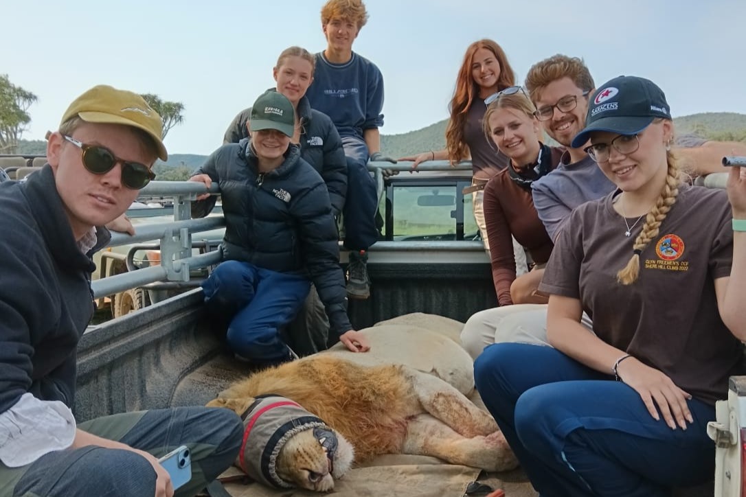 Meli On Kariega Game Reserve   Lion Translocation