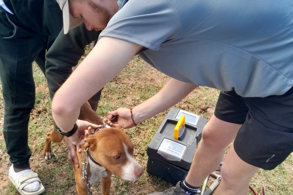 George   Domestic Animal Care In Communities