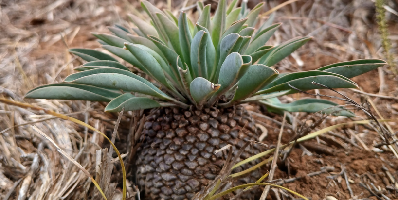 Cycad Spurge, Euphorbia Bupleurifolia