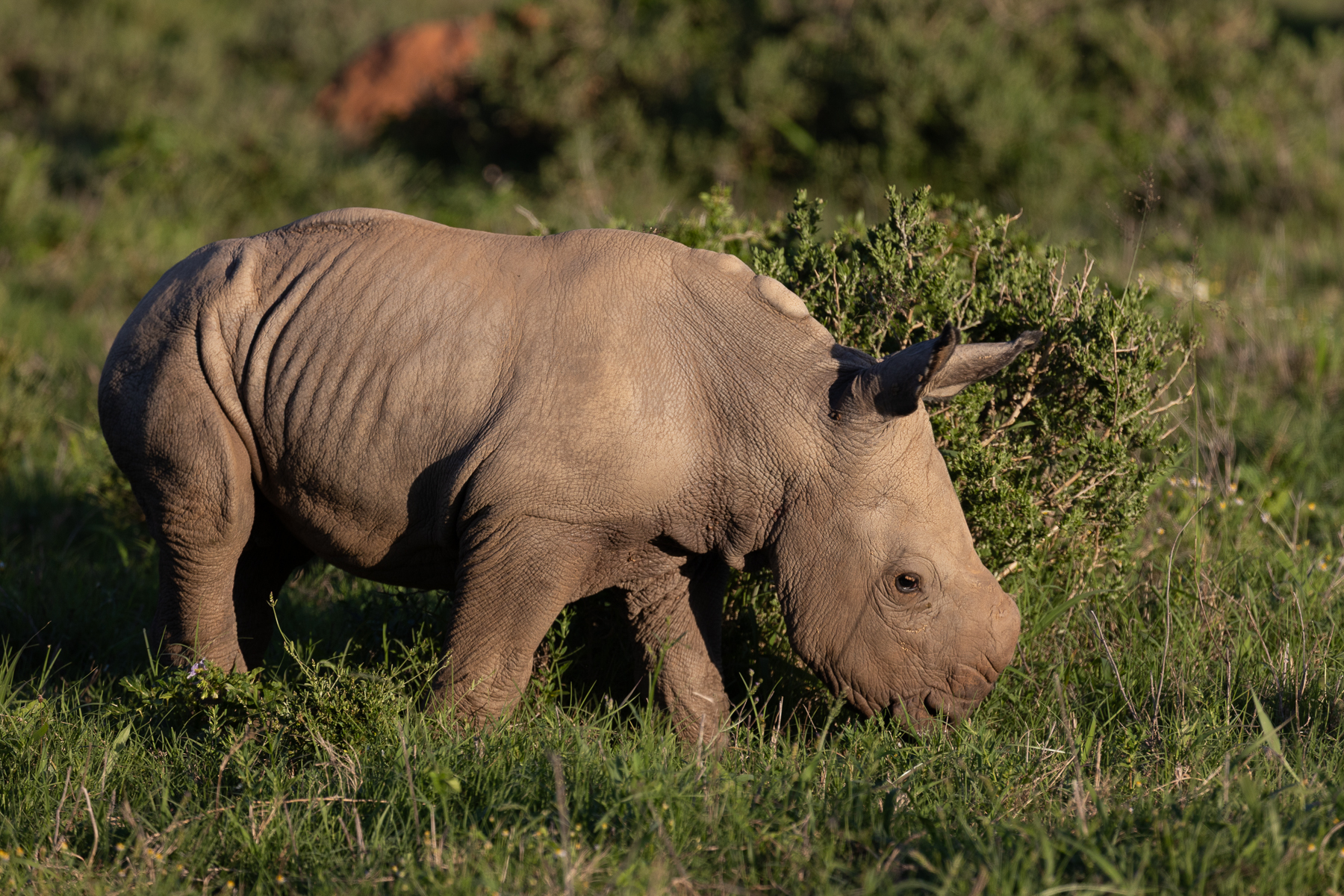 Twinks On Kariega Game Reserve Twinks On Kariega Game Reserve