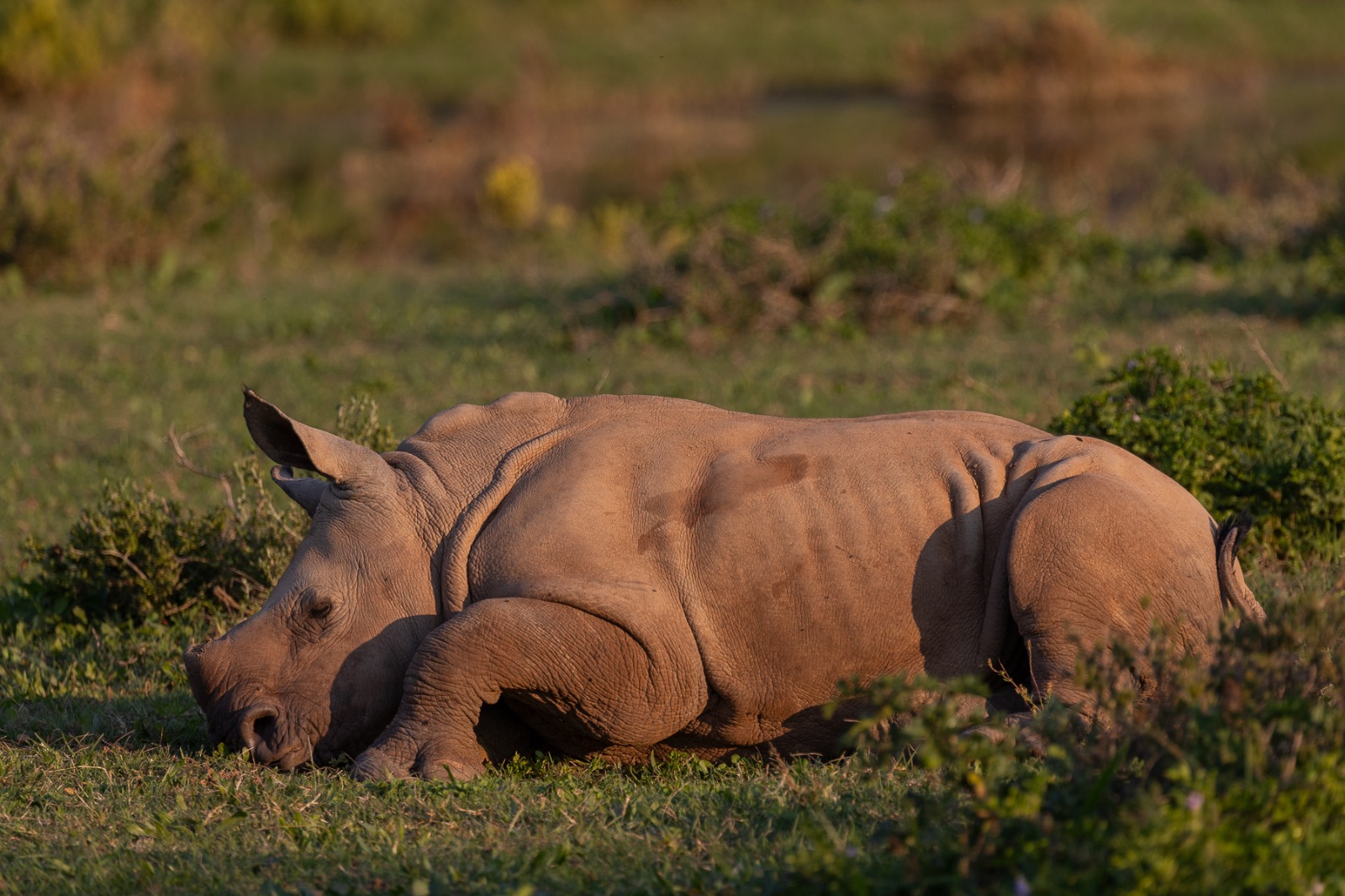 Twinks The Rhino On Kariega Game Reserve Twinks The Rhino On Kariega Game Reserve