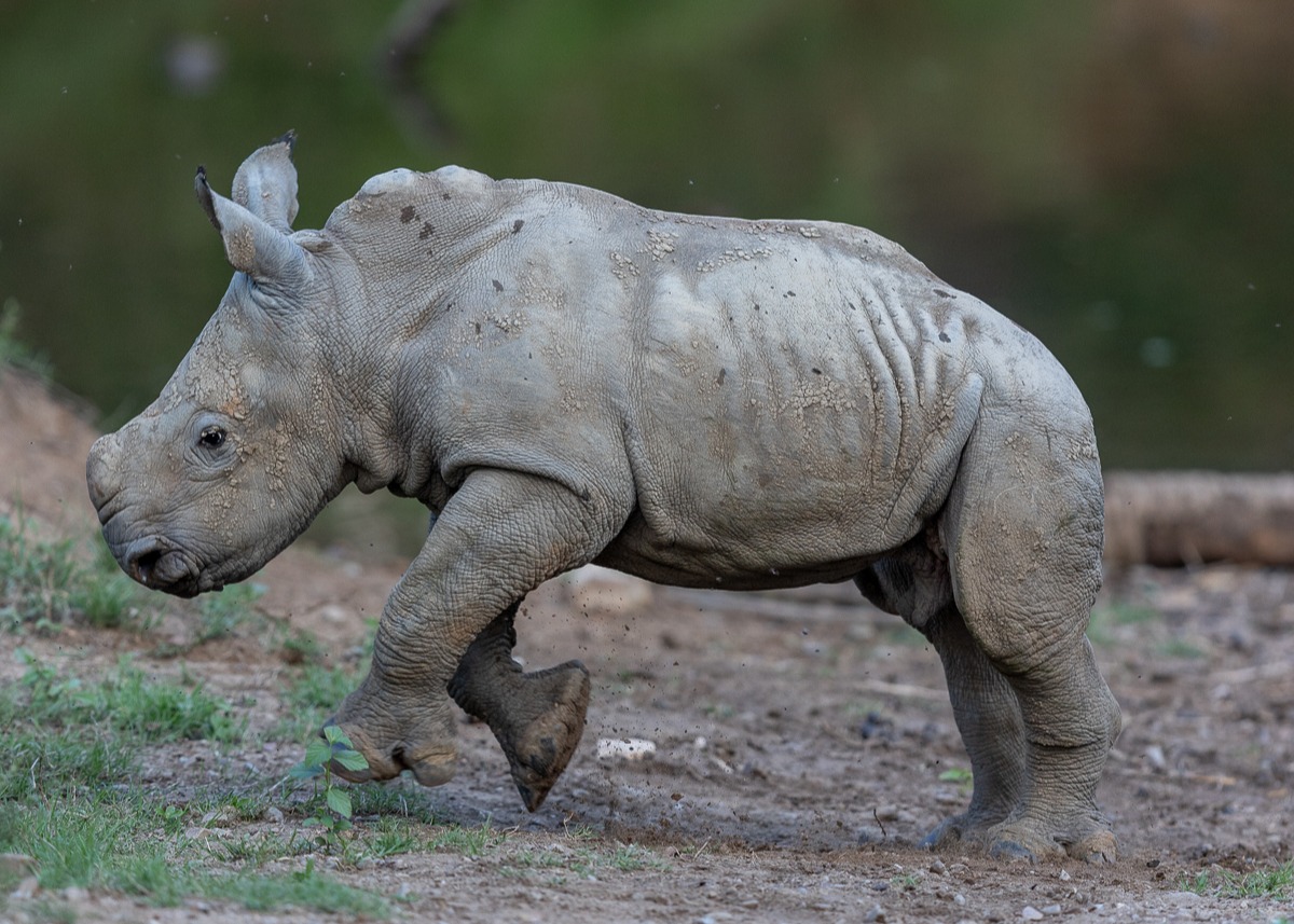 Thandi's New Calf Twinks Kariega Game Reserve Thandi's New Calf Twinks Kariega Game Reserve