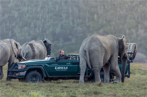 Elephants around the safari vehicle Elephants around the safari vehicle