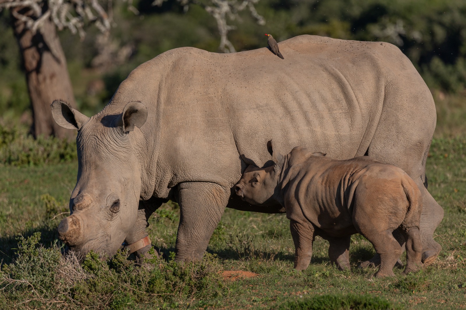 Twinks On Kariega Game Reserve Twinks On Kariega Game Reserve