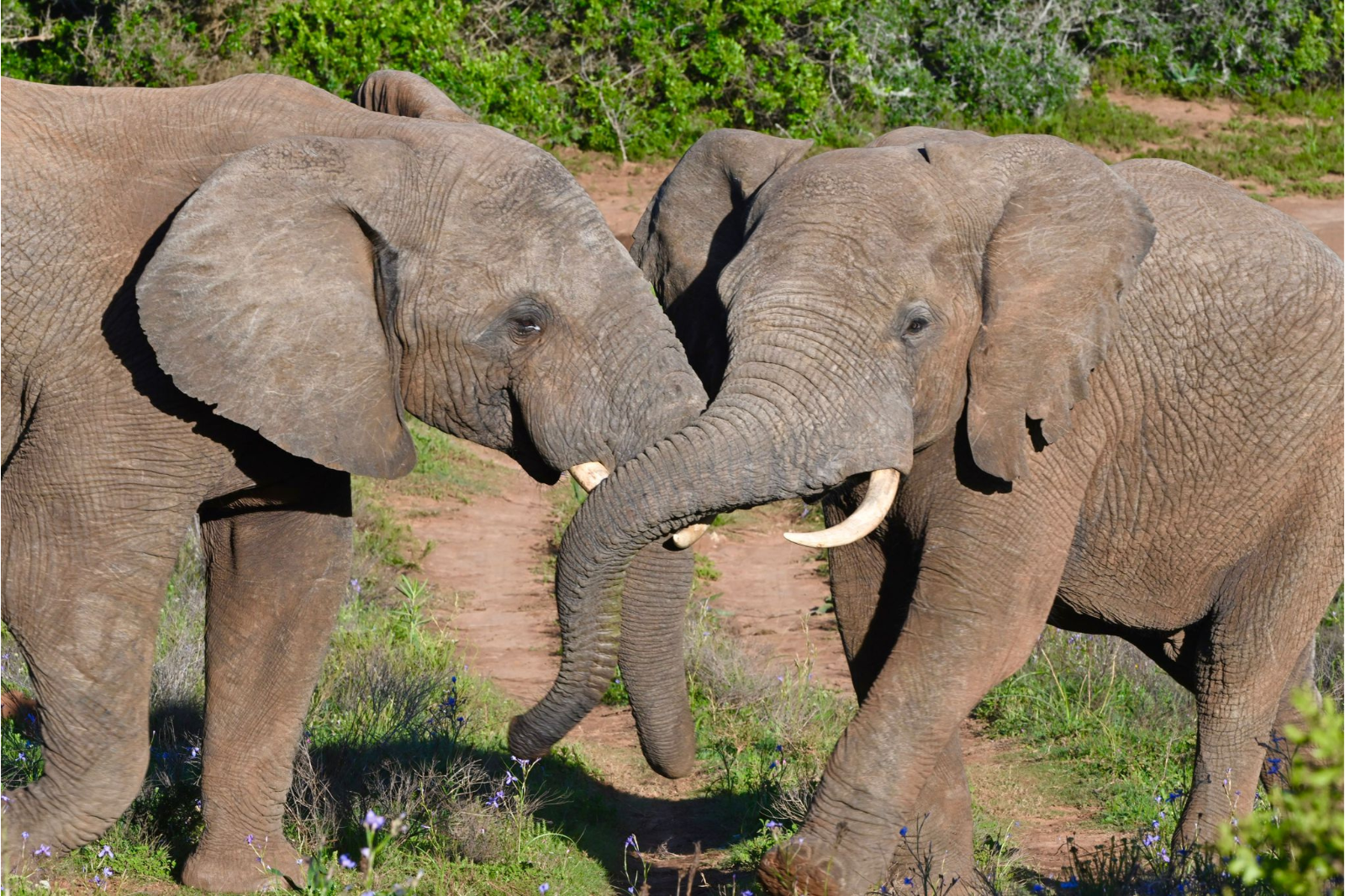 Kariega Game Reserve Safari