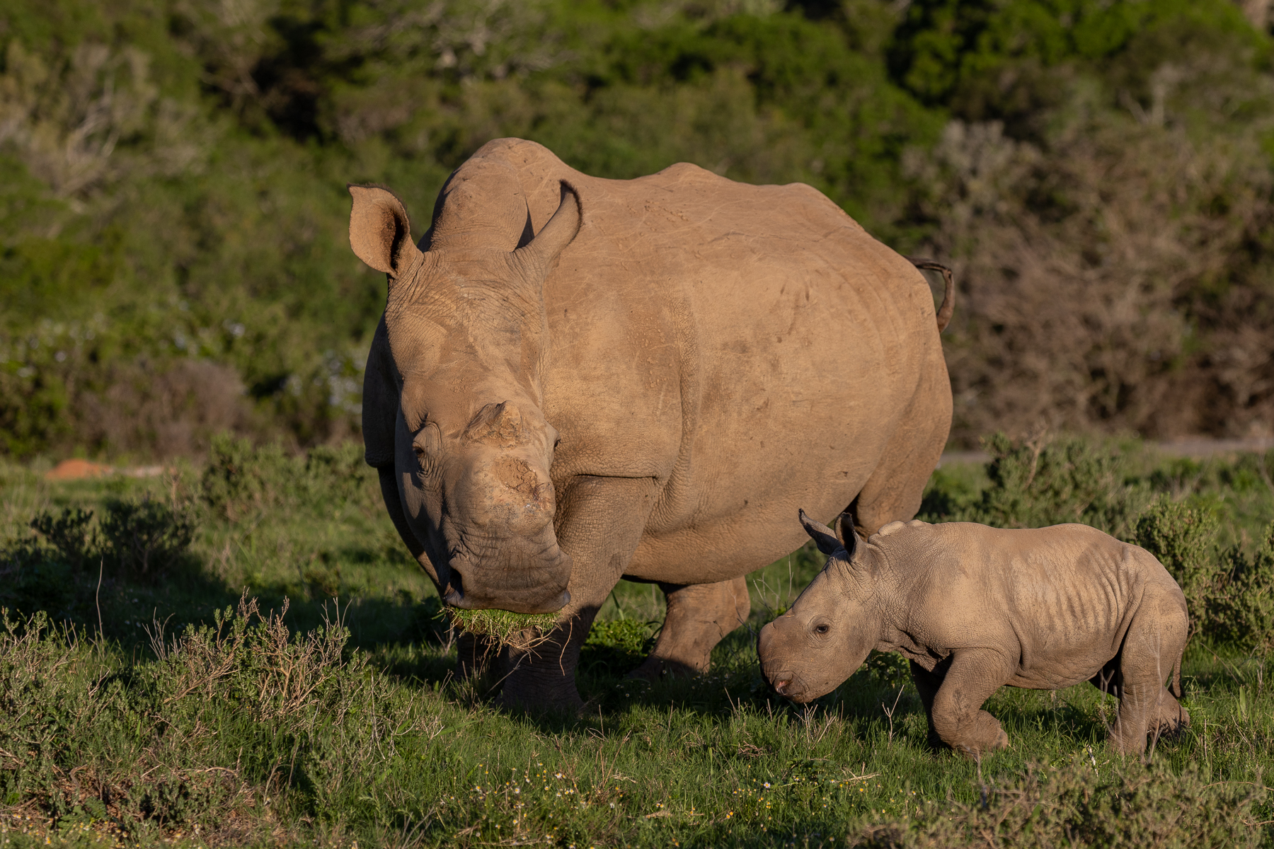 Celebrating The Birth Of Thandi’s Sixth Calf - Kariega Game Reserve