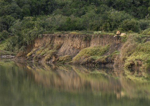 Lion on the banks of the Bushmans River
