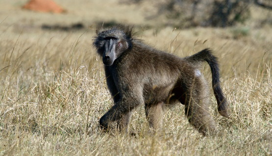 baboon.jpg