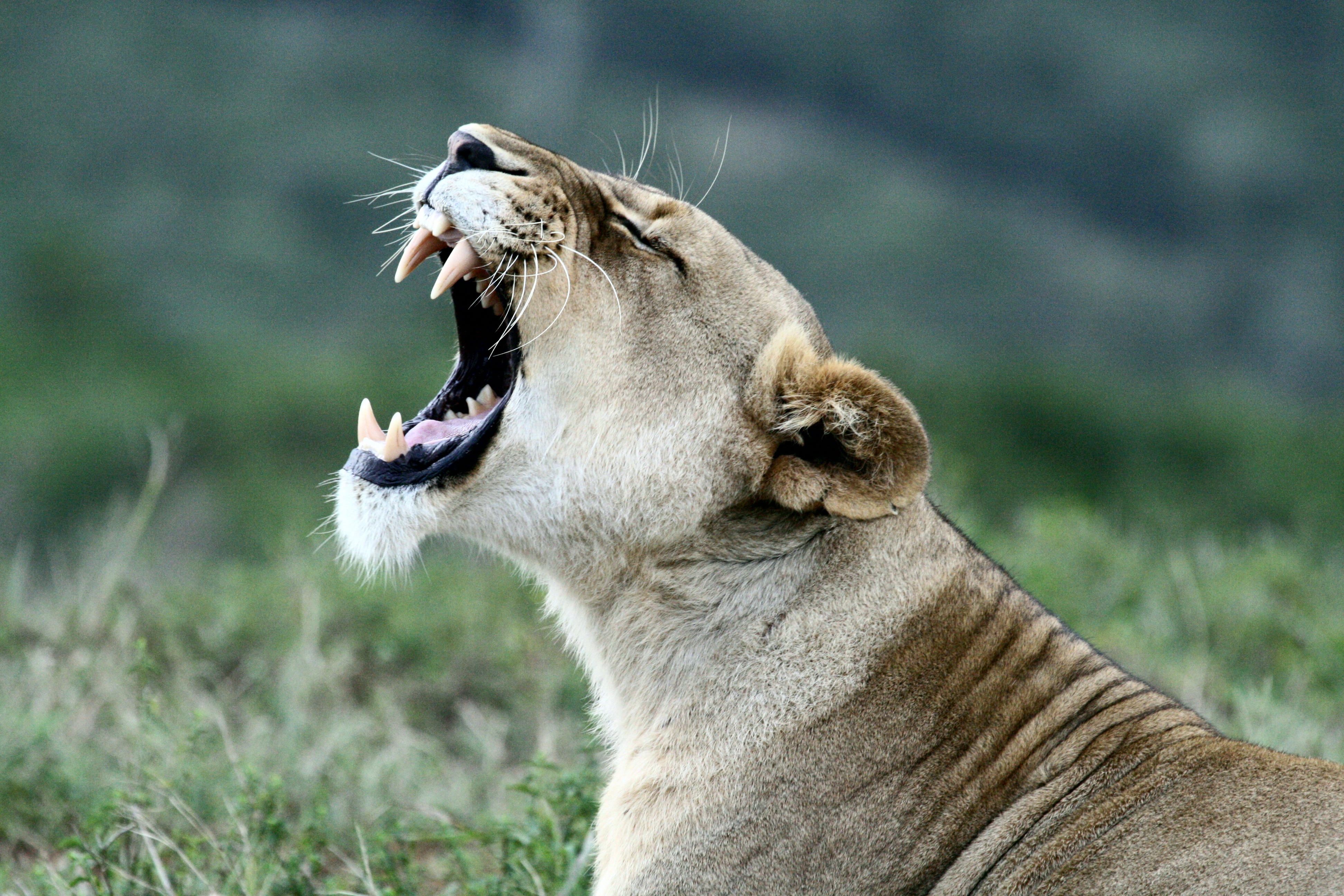 Lion at Kariega Game Reserve Lion at Kariega Game Reserve