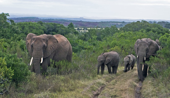 Kariega Game Reserve wildlife photo F Halter (16).jpg