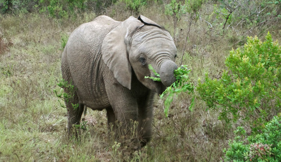 Kariega Game Reserve wildlife photo F Halter (17).jpg
