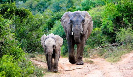 Kariega Game Reserve Eastern Cape safari wildlife K Cetkowska (10).jpg