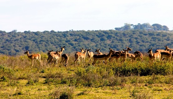 Kariega Game Reserve Eastern Cape safari wildlife K Cetkowska (19).jpg