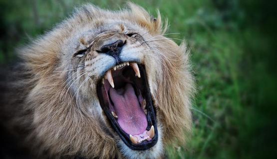 Rikard Elwing lion in the wind male kariega game reserve2.jpg